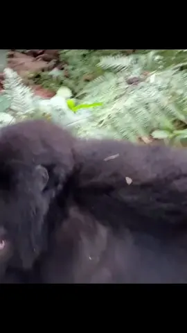 Gorilla trekking in Uganda For booking or inquiries  Email: info@kisembosimbauganda.com What’s app: +256773286136 www.kisembosimbauganda.com #askmeaboutuganda #visituganda #creatingmemories #travelphotography #bwindiimpenetrablefores