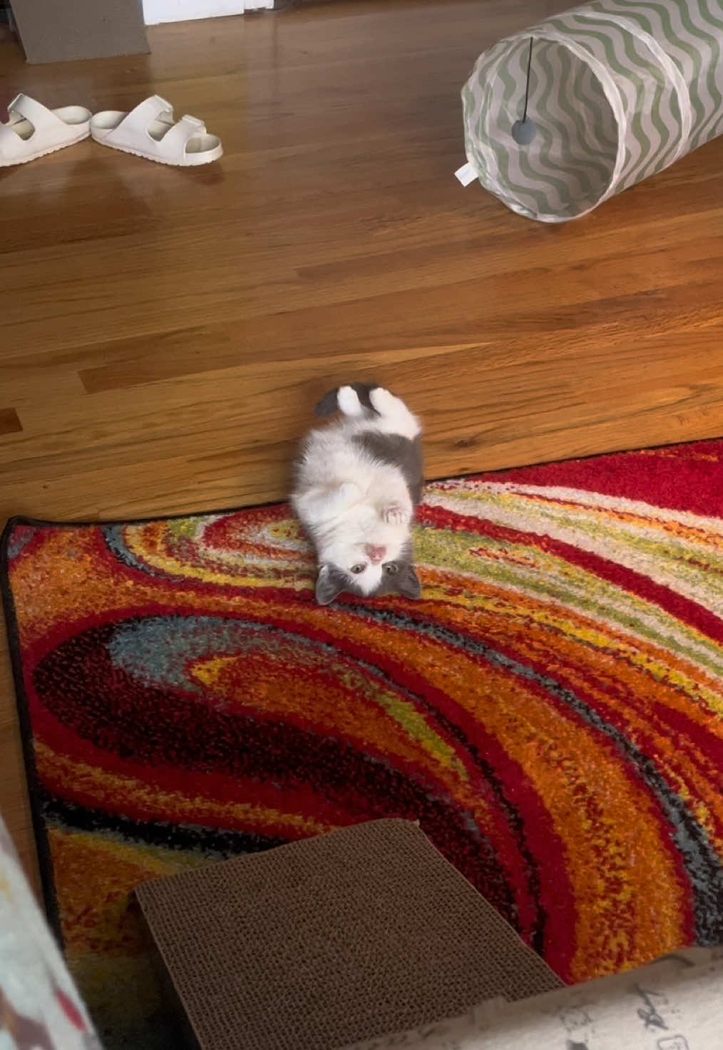 Floor time!!! Every day Kermit finds a spot on the floor to roll around and clean himself on, I wish that was my only priority. To be kerm. #kermit #kermieworm #dwarfcat #catsoftiktok 