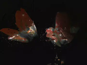 Heartburn #trendformusic #foryou #foryoupage #lyrics #vibes 