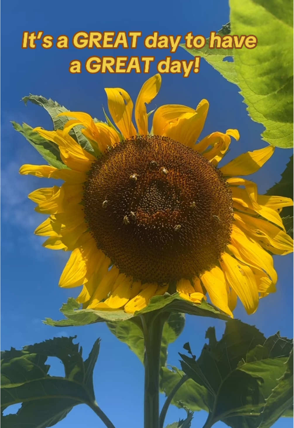 Sunflowers feed my soul!  I want to plant an entire acre next spring. #greatday #sunflowers #genx #genxcrew☠️ #sunflower 