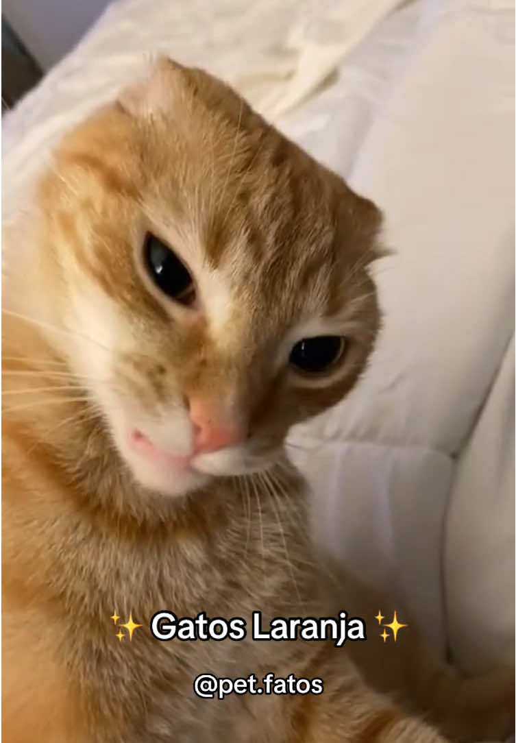 Gatos Laranja sendo completamente caóticos ✨ #gatolaranja #gatos #gatosengraçados #gatosfofos #maedepet 