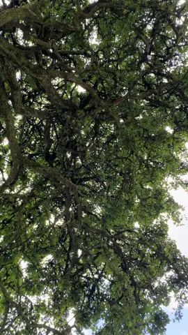If you look really closely you can actually see fairies in this hawthorn tree. 