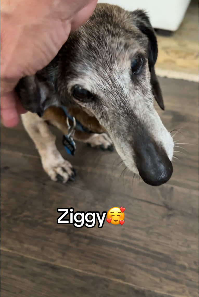 Mr longnose Ziggy loves his blankies🥰 #cleaningvideo #fentysuperbrandday #satisfyingcleaning 