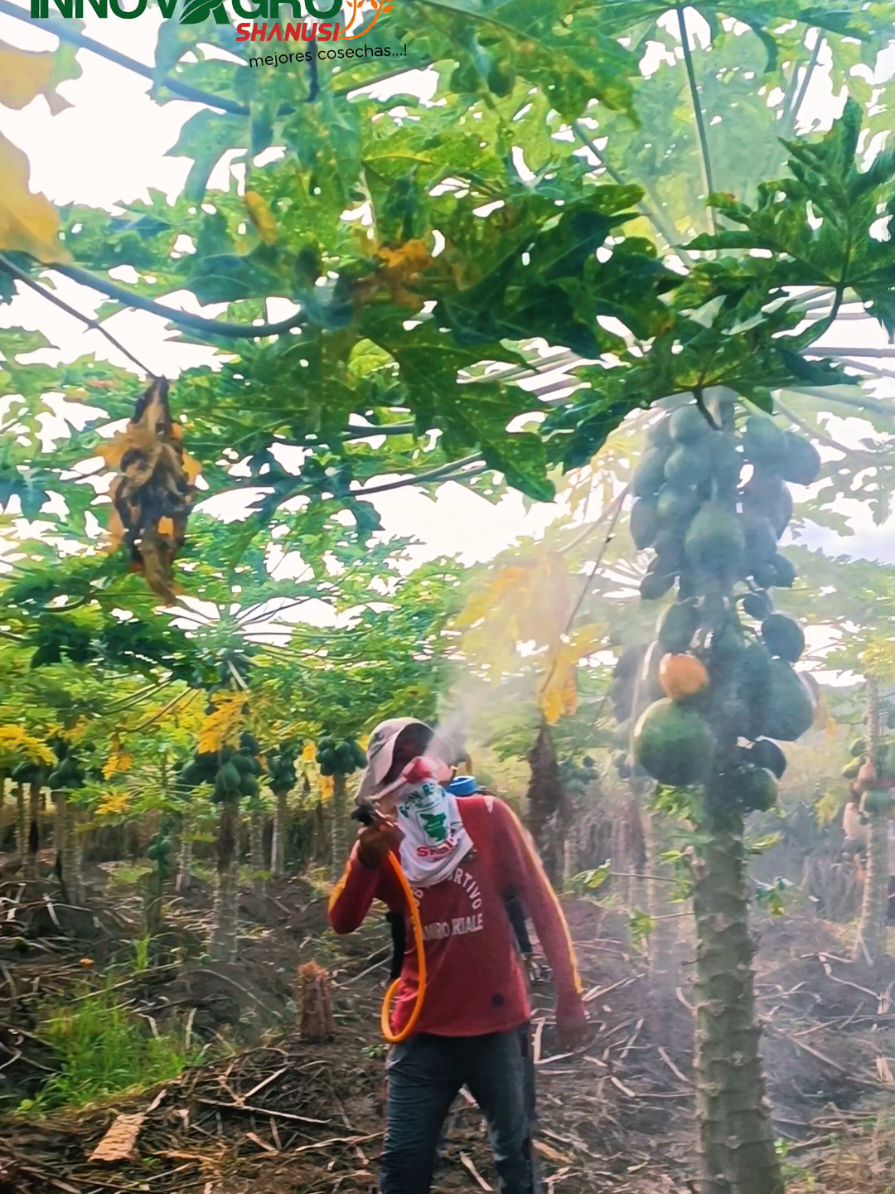 Asesoría Agrícola 🌾🌱✅️ #Agroquímicos #agronomia #consultoria #agriculture #agricultura🚜🌱 