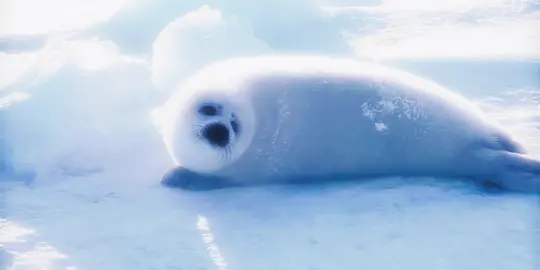 Babies🩵 #seals#sillyseals #babyharpseal #bloom #ice #foca#cuteseals#fyp