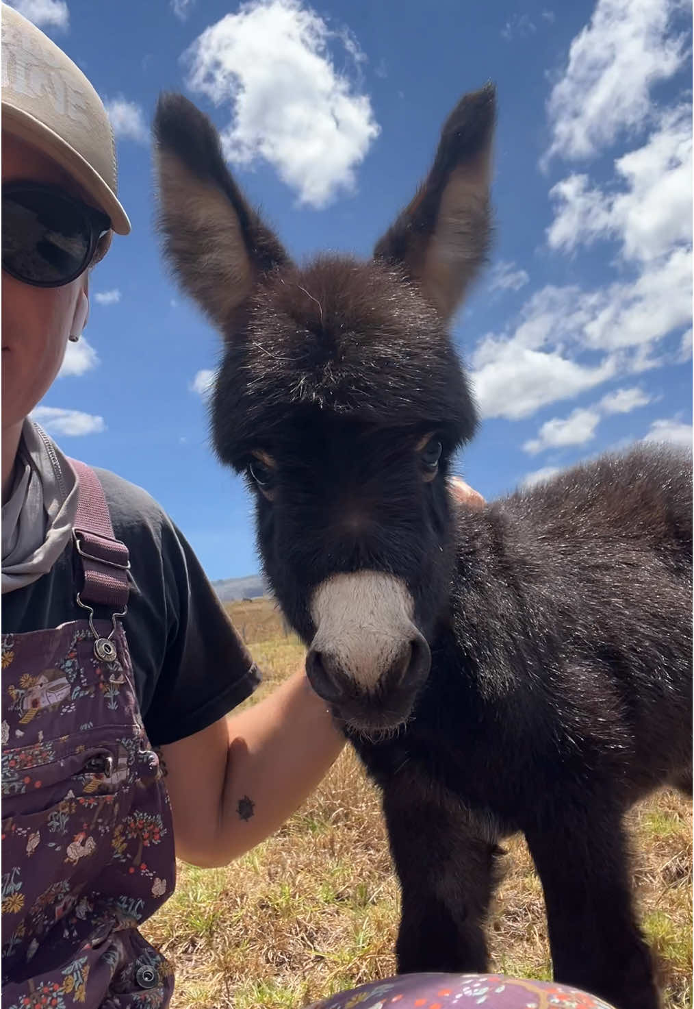 He’s basically a bottle brush with ears. #farm #farmlife #farmanimals #donkey #minidonkey  