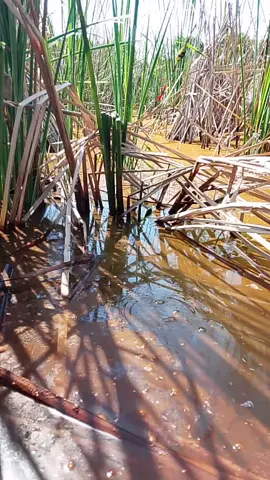 monster nilaa diair keruhhh #mancingliar #mancingnila #tilapia #fishing