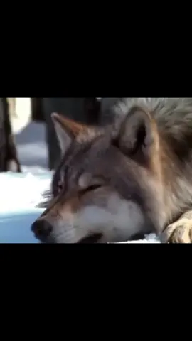 wolves are so cutee #wolf #wolves #fyp #viral #foryou 