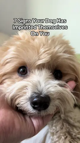 #7 had me in tears 🥹 | 7 signs your dog has imprinted themselves on you #dogsoftiktok #doglover #dogmom #fyp 