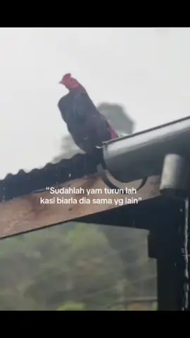janganlah kau merajuk yam turunlah kau sini tenangkan fikiranmu yam #🤣 #ftpシ #fyppppppppppppppppppppppp  #fypage #fypdongggggggg 