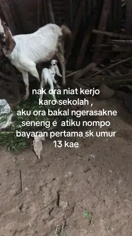 #peternakmuda#peternakkambing#pengusahamuda#fyp