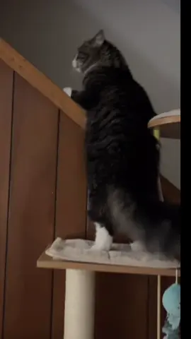 Whoever said cats land on all fours— never met Michael. #clumsy #catsoftiktok #fail #cats #stairs 