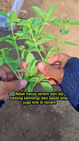 Tanam kemangi ndak harus dari biji  #berkebun #kebunatap #gardening #rooftopgarden 
