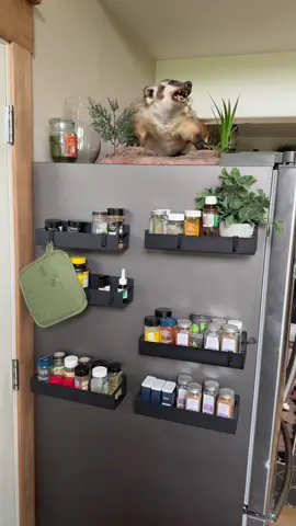 Tiny kitchen? No problem. 🏡 These renter-friendly magnetic fridge shelves turn clutter into calm in seconds. #smallkitchenorganization #magneticfridgeorganizer #rentersolutions #kitchenstorageideas #tinyhomehacks 