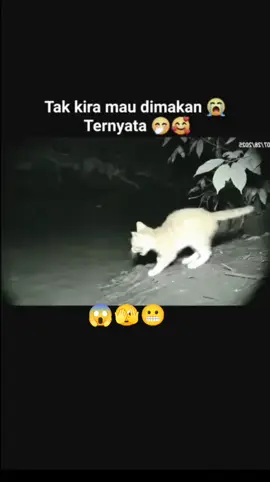 😳😳 🤯  #cat #piton #kucinglucu #fyoupage #hiburafypシ゚viral 