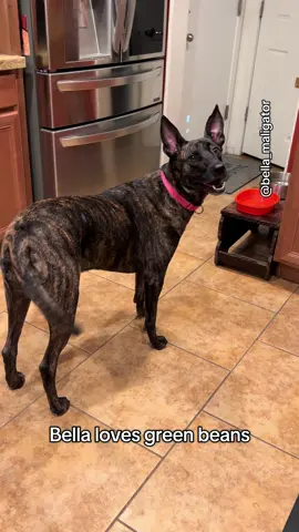 Bella only loves green beans that come out of a can 😂 #cannedgreenbeans #belladog #malinoismastiff 
