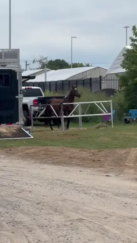 A dancer no doubt! 🤩🐴 #pumpitup #dance #horse #horsesoftiktok #dancingqueen 