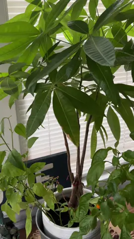 Peppers 🌶️🌶️