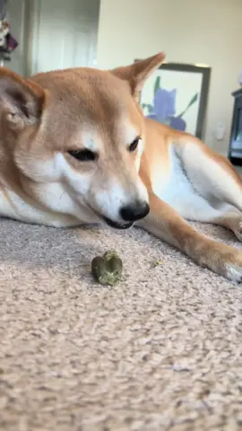 Greenie time 😋 #shibainu #dog #dogsoftiktok #greenie #dogs 
