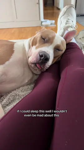 sometimes I make sure he’s actually still breathing 😂  I guess if I can’t move out of guilt I earned some right to mess with him? Seems fair.  Anyone else own a potato?? 🥔 #dogsoftiktok #pitbull #rescuedog #pittiesoftiktok #dogmom 