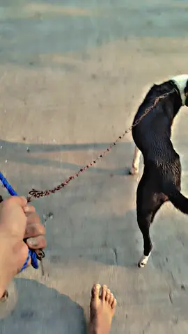 info lokasi gladax #pemburuindonesia #anjingpemburubiawak #fypberandatiktok #fyppppppppppppppppppppppp 