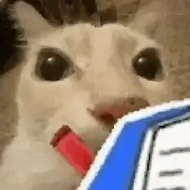 Bro está fazendo anotações. . . . #gato #shitpost #gatos #meme #gang