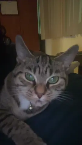 vibin’ out 😛 #fyp #cat #foryou #catsoftiktok 