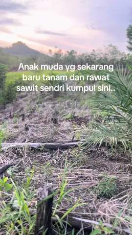 Rawat sawit mulai dari nol…             3 tahun rasa sakitnya 30 tahun rasa panennya#petanisawit #tandanberduri #petanimudasukses #petaniindonesia🇮🇩🇮🇩🇮🇩🌿🌿 #kebunsawit 