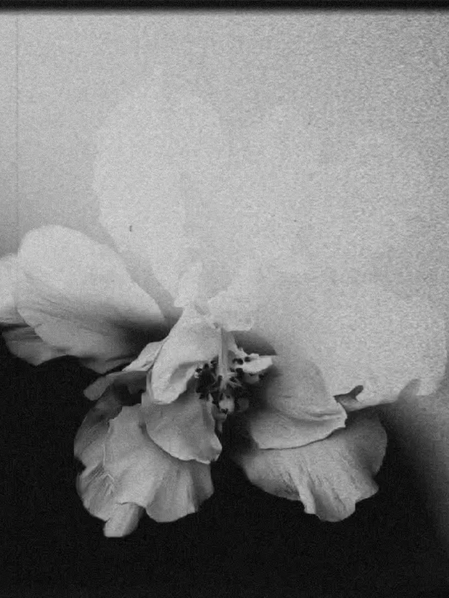 #foryoupage #lanadelrey #song #lyric #dietmountaindew