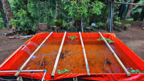 🤳🤳, #CapCut #budidayaikan #kolamikan #kolamterpal #sistemras #bioflok #kolamjernih #kolamikan #ikannila #pemula 