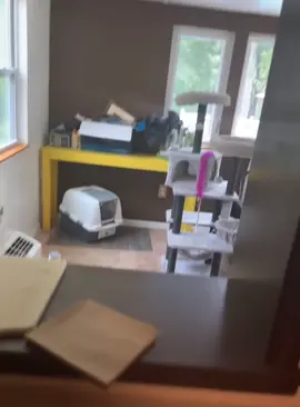 Cat prank #cat #funnycat #cats #funnyvideos #fyp 