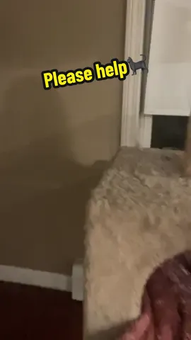 Plz help🫶🏻🐈‍⬛ link in bio. Thank you so much #catsanctuary #catcare #catfamily #catrescuer #cattok 