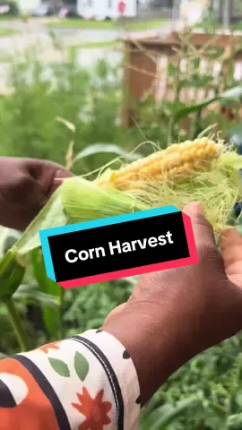 #gardenharvest #corn #homegrown 