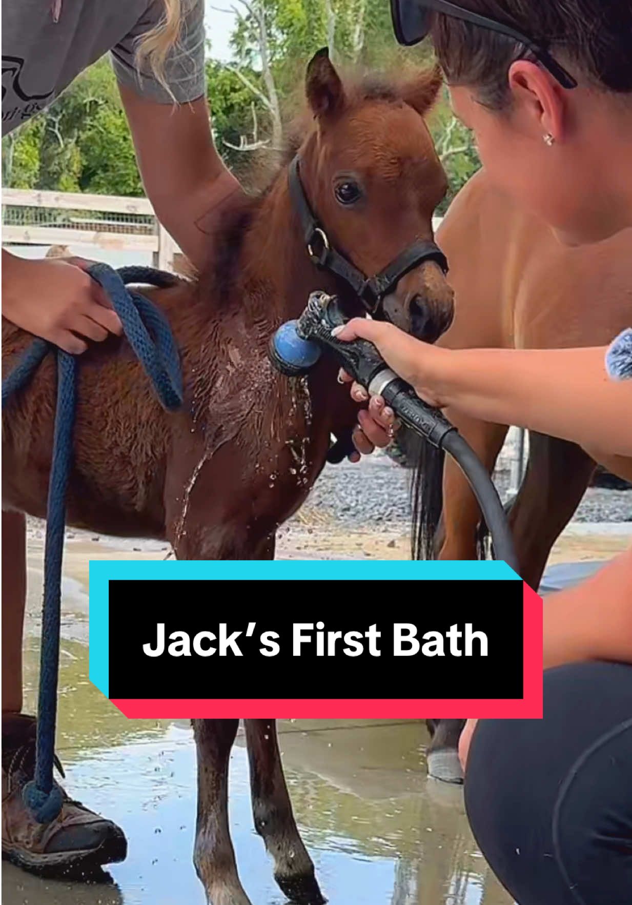 Jack’s First Bath👀🐴🚿 #horsebath #minihorse #minifoal #babyhorse #foalsoftiktok 