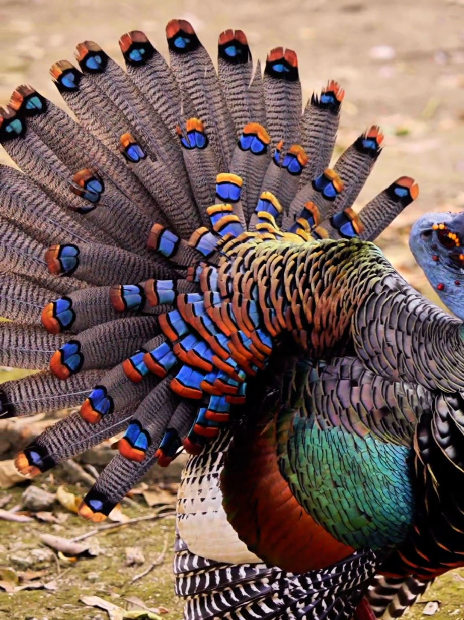 Legends say its tail 'eyes' bring good fortune. The Ocellated Turkey (Meleagris ocellata) is a strikingly colorful bird native to the Yucatán Peninsula in Mexico, northern Belize, and Guatemala. Unlike its more familiar relative, the Wild Turkey (Meleagris gallopavo), the Ocellated Turkey has vibrant plumage with iridescent blue and green feathers, eye-like spots (ocelli) on its tail, and a distinctive blue head with orange-red nodules. Males also have a fleshy blue crown and a tail fan with bold, eye-catching patterns. This species inhabits tropical forests and feeds on seeds, fruits, and insects. It is smaller than the Wild Turkey and known for its unique courtship displays. Due to habitat loss and hunting, the Ocellated Turkey is classified as Near Threatened by the IUCN. Conservation efforts are crucial to protect this visually stunning bird. #ocellatedturkey #birds #DidYouKnow 