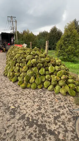 Nghĩ cũng buồn 😔😔😔#durian #cogangmoingay💪 #anhnongdan #đơisống #tham 