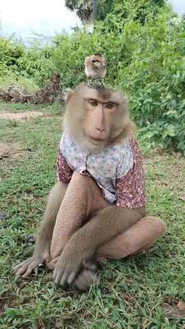 #CuteMonkey #MonkeyVideos #MonkeyDaily #PetMonkey 