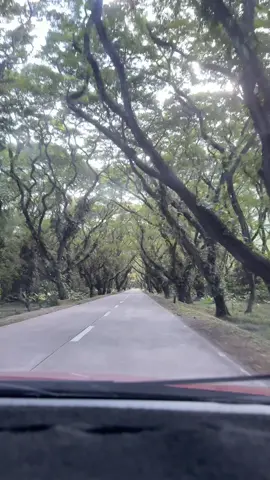 This unique attraction features a stunning canopy formed by towering acacia trees, creating a picturesque tunnel that is perfect for leisurely walks and memorable photographs #acaciatunnelpalawan 