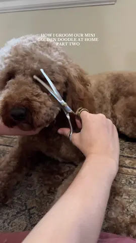 FRESH HAIRCUT ✂️🐾🎀🐶  probs to all the groomers out there because I couldn’t do this for a living, every 4ish weeks is good enough for me #doodlegroomingtips #goldendoodle #doggrooming #minigoldendoodle 
