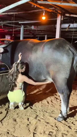 คือดีแท้#น้องควายฉลาดแสนรู้ #viralvideo #viral?videotiktok💘❤️‍ #เจ้าJR 