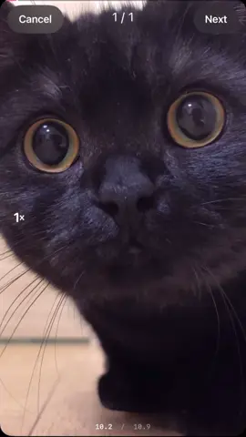 #elmexicanomascodiciado #gatosdewalmart #creatorsearchinsights #ungatitomellamo🤭💜😅 #gatosdetiktok 
