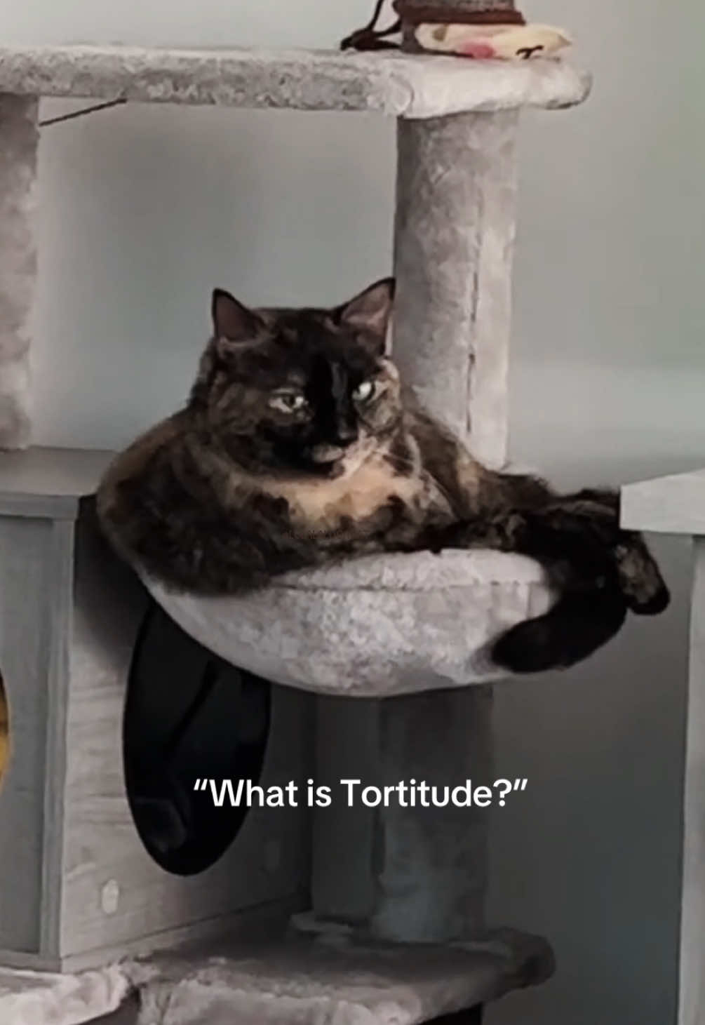 #cat #catvideos #catsoftiktok   