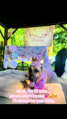 Happy Birthday Lula, My Princess Bonita 💕😊 13 years Young 🐶✨ My best friend, my cuddle buddy, my heart. Every gray hair is a story, every tail wag is a blessing. They say dogs don’t live forever, but love like this always does. 🐾💞 #SeniorDogLove #ForeverMyBaby #perritostiktokers #fyp #dogbirthday 