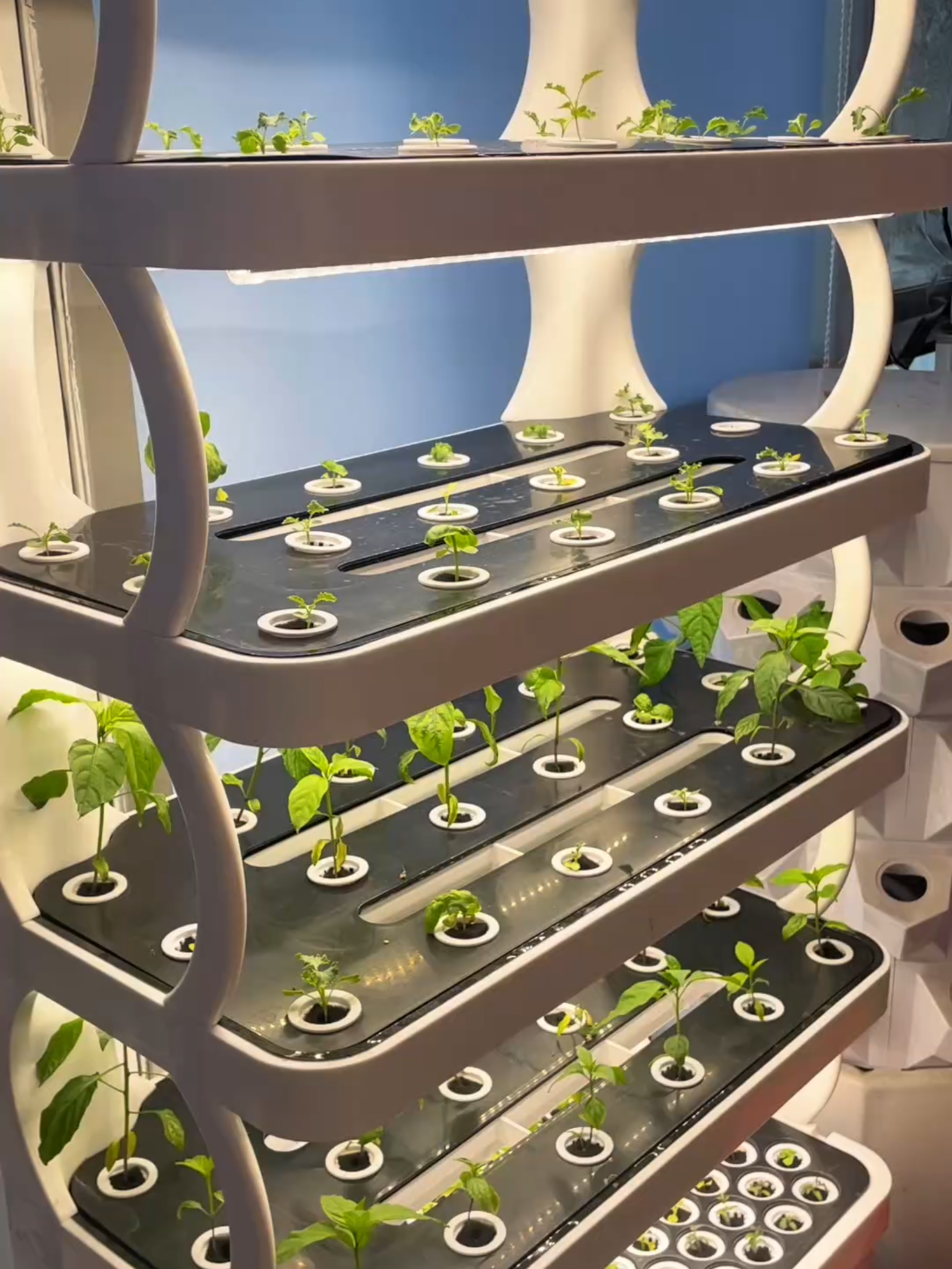 Lyine Smart Hydroponic Grow Cabinet:Harvesting Fresh Veggies at Home!#Hydroponics #hydroponicsystem #hydroponicgrowing #growing #hydroponicfarming #verticalfarm #sustainable #soillessagriculture #hydroponicfarm #SmartFarming #UrbanFarming #planting #indoorfarming #Hydroponic #homegardening #hydroponicvegetables #homefarming #growyourfood #homeplant #leafygreens #homegrowing #healthylifestyle #vegetables #hydroponicgarden