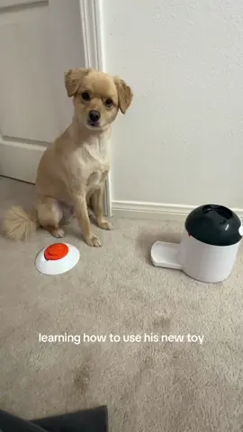Another day another new toy for Toby🦮 btw it’s treats in there, he won’t eat the food if we put it in and it comes out (he won’t eat his own kibble EVER) #dogsoftiktok #funnydog #dogtoyreview #amazonfinds #dogmeme 