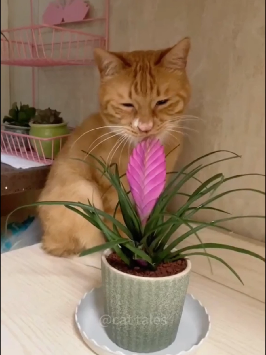#Gato #foryou #michigan #michigan #foryou 