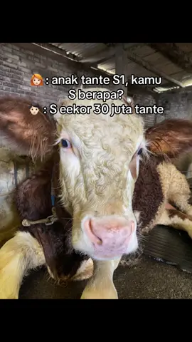 S teh juga bisa #pedetsuper #juragansapi #peternakmilenial #4u #fypシ 