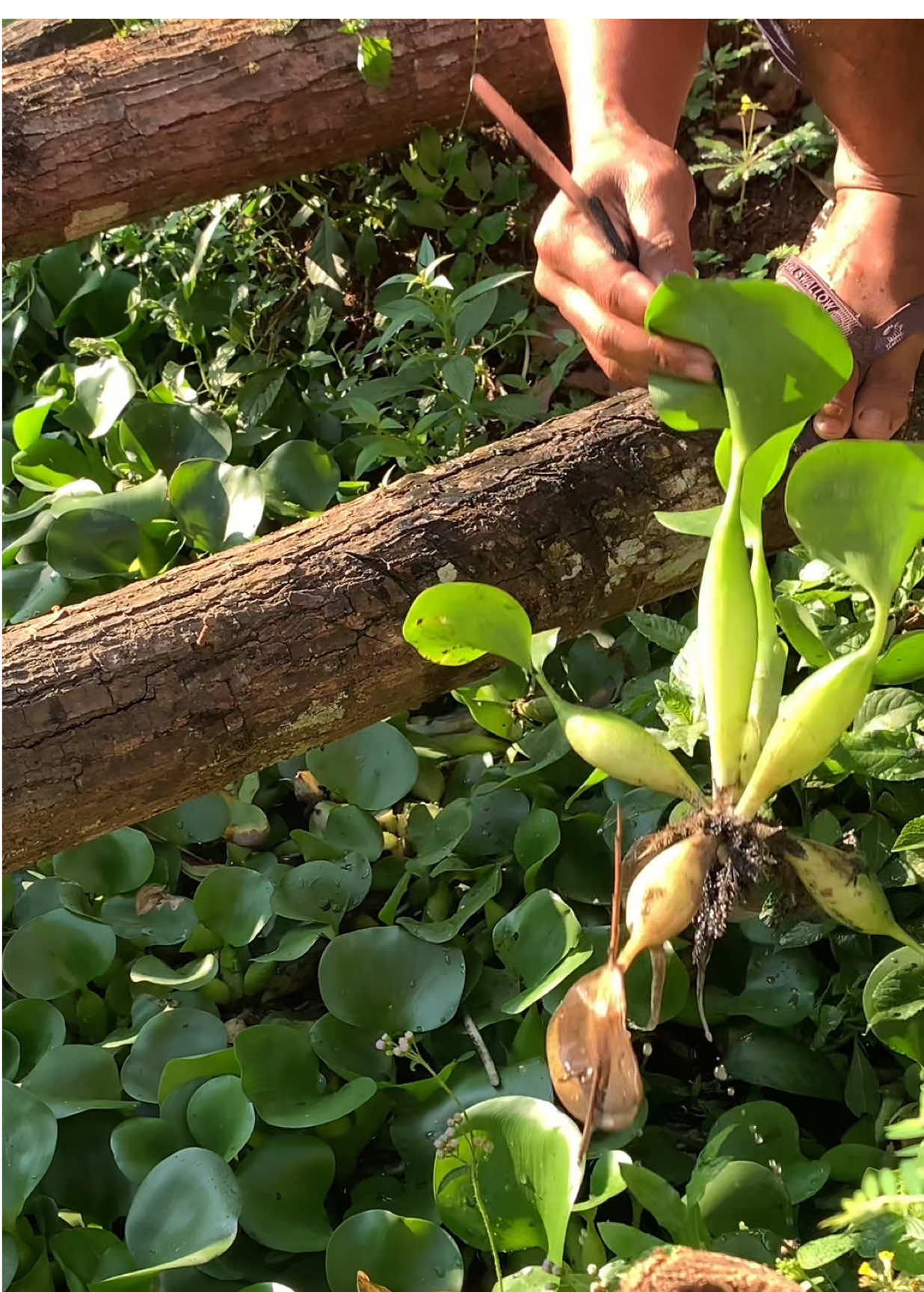 Manfaat eceng untuk peternak mentok Sebagai pakan alternatif  #barafarm #entokjumbo #entokjumboblitar #entok #peternakentok 