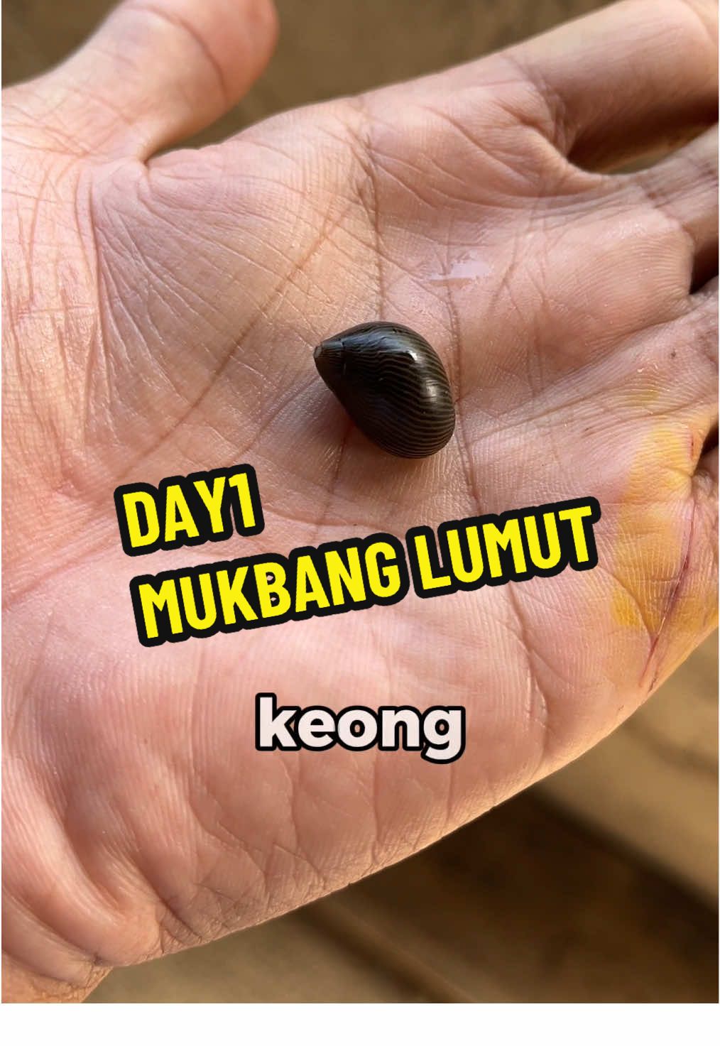 day 1 mukbang lumut #aquascape #keongturbo #lumut