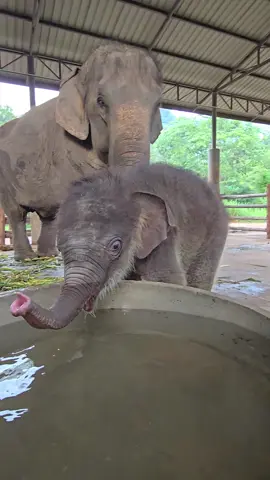 เด็กชายแดนไทยอายุ 12 วัน น่ารักแข็งแรง อยากเล่นน้ำครับ🥰🥰❤️🐘